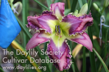 Daylily Horns and Thorns